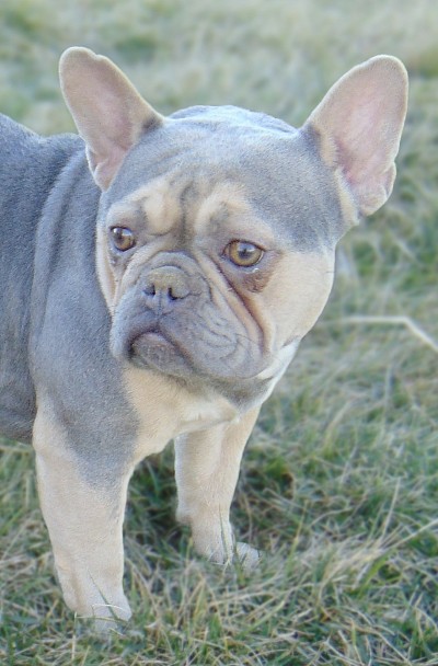 Rowville frenchies for sale