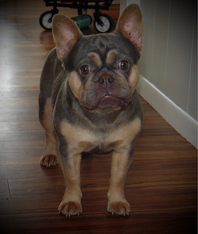 Bell frenchie puppy