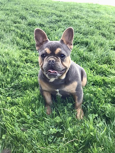 Frenchies for sale