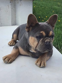 French bulldog for sale