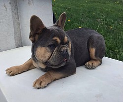 Frenchies for sale