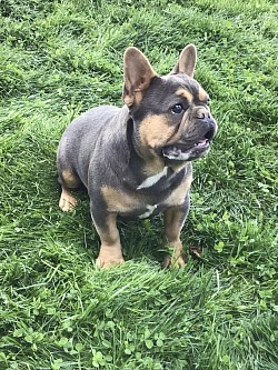 French bulldog for sale