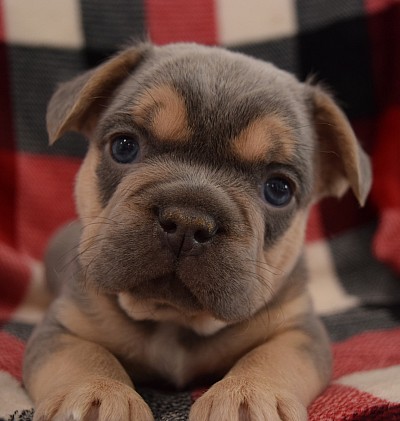 blue and tan frenchie