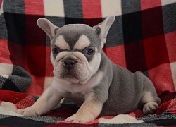 lilac and tan frenchie