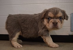 lilac and tan fluffy french bulldog