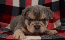 fluffy tan frenchie