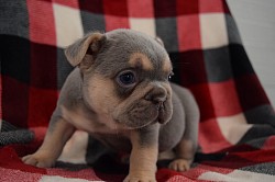 blue and tan frenchie