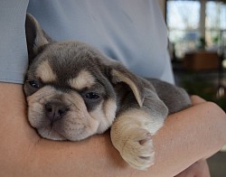 blue and tan Frenchie for sale