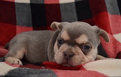 Frenchie for sale