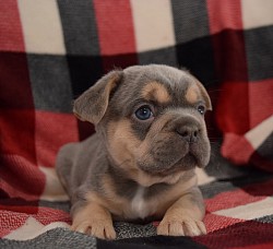 blue and tan frenchie