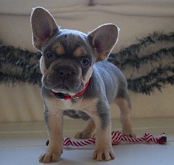 blue and tan Frenchie for sale