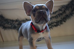 blue and tan frenchie