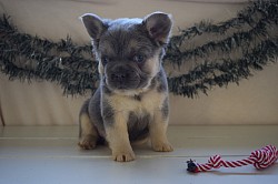 fluffy Frenchie for sale