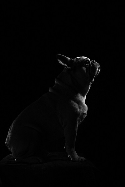 french bulldog, frenchie, lilac and tan frenchie lfor sale, how much does a Frenchie cost